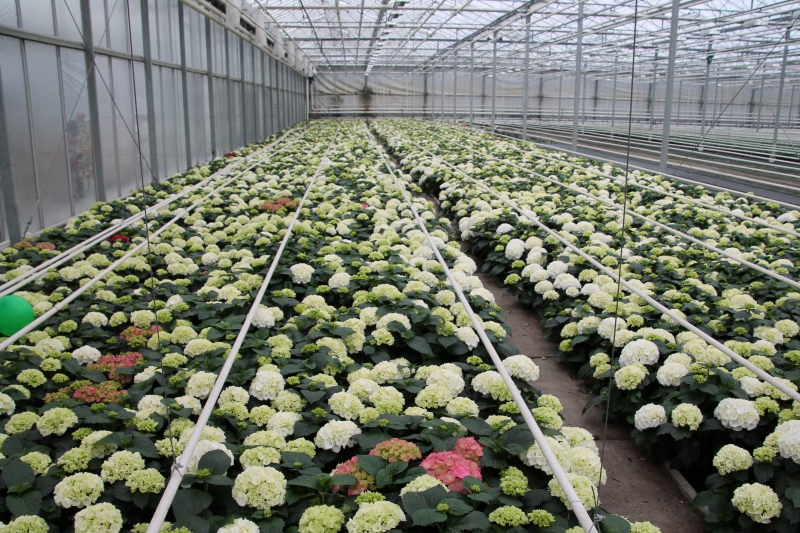 pepiniere-HYERES-min_nursery-hydrangea-white-flowers-greenhouse-flower-1609210-pxhere.com